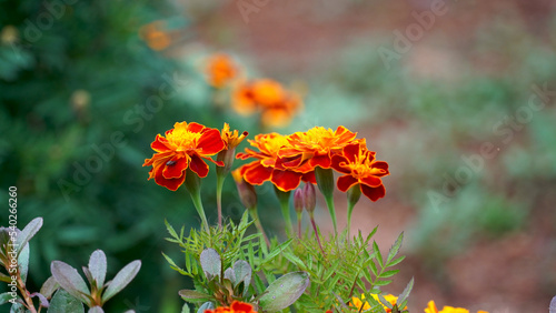 marigold, flower, nature, orange, flowers, yellow, blossom, beauty, beautiful, color
