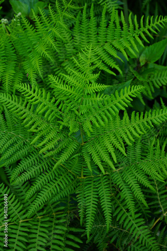 Green background of fern leaves viewed from the top                               