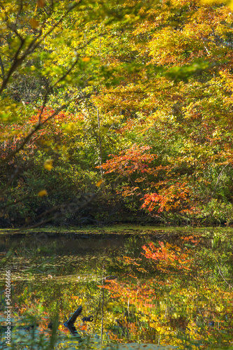 鮮やかな紅葉の反射(縦)