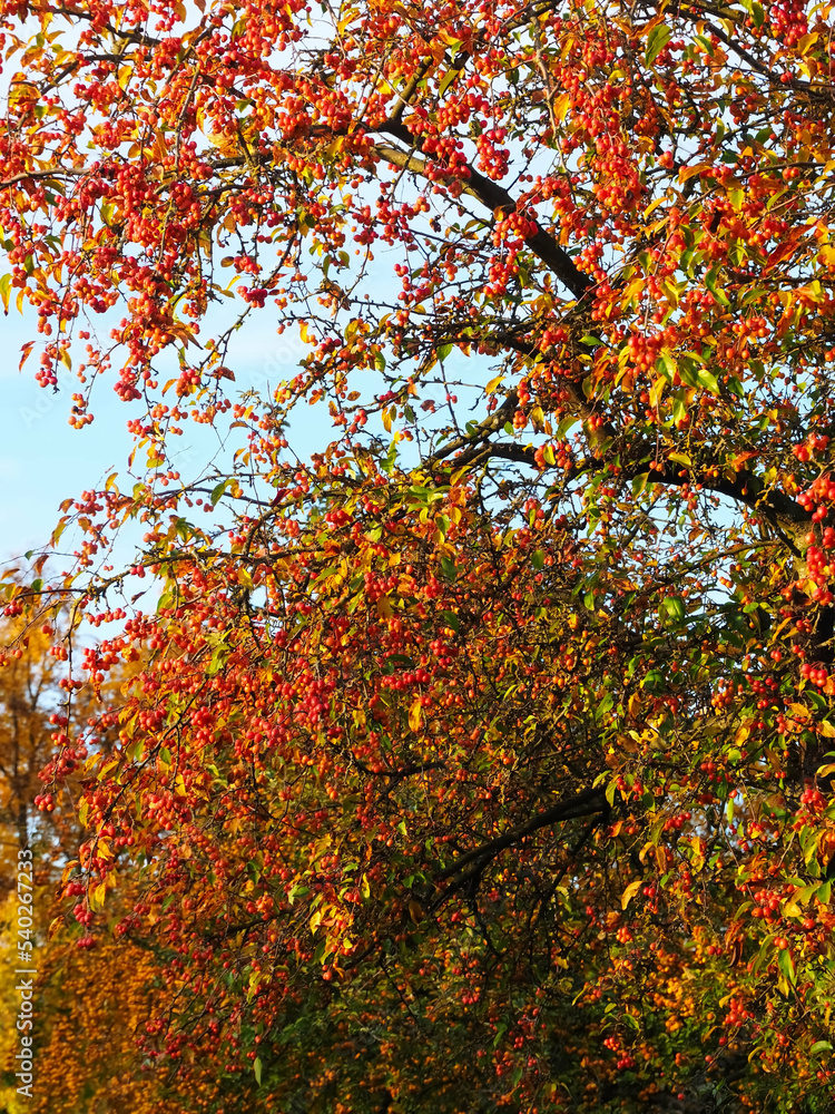 Crap apple tree or ornamental apple tree with apples in autumn Crap apple tree or ornamental apple tree with apples in autumn