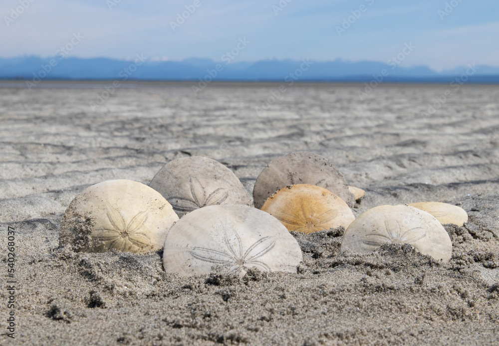 Eccentric sand dollars, Vancouver Island Eccentric sand dollars, Vancouver Island
