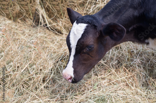 portrait of cute little calf  against  hay. nursery on a farm photo