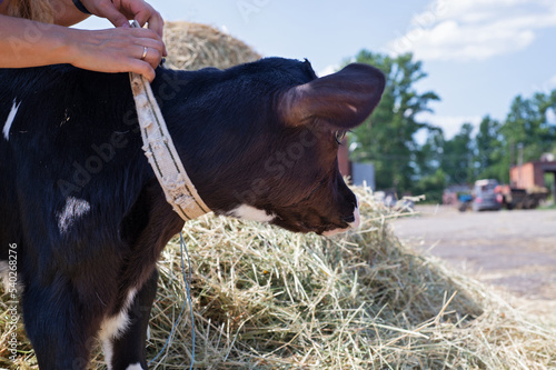 portrait of cute little calf  against  hay. nursery on a farm photo