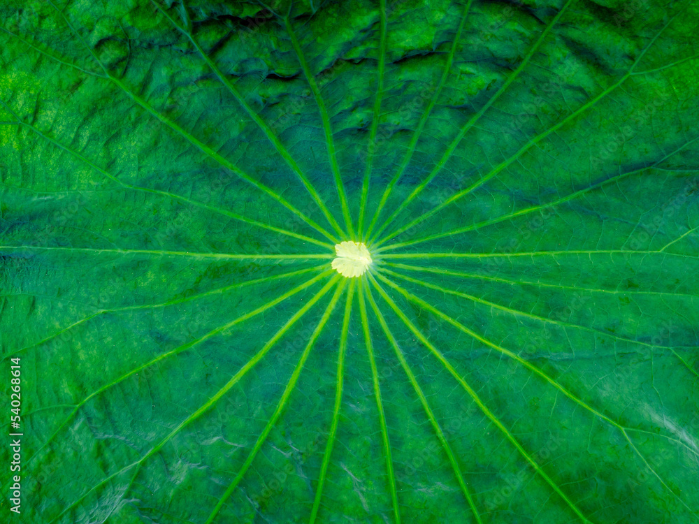Lotus leaf of Sacred lotus, Lotus stamen or East indian lotus. Green leaf texture background. Lotus leaf of Sacred lotus, Lotus stamen or East indian lotus. Green leaf texture background.