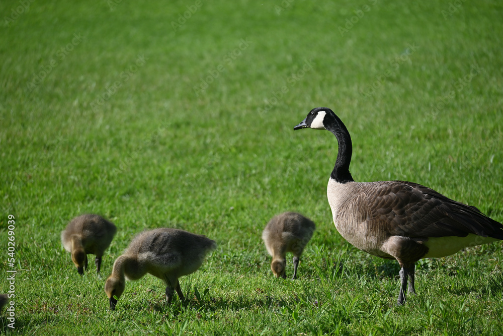 A family of goslings feed on a grassy green lawn as their parent looks on.
A family of goslings feed on a grassy green lawn as their parent looks on.