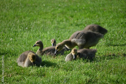 A family of goslings gather on a grassy green lawn.  © Jon