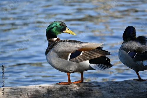 A mallard duck stands on a log with water in the background.