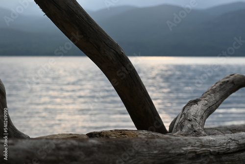 Hudson River driftwood with mountains in the background.
