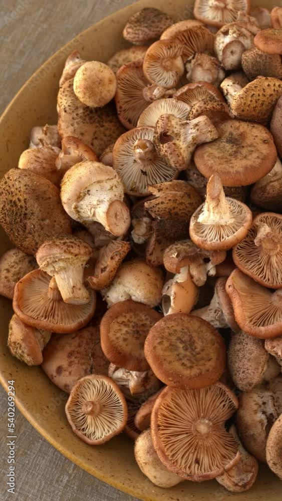 Plate with honey fungus (Armillaria mellea). Natural organic forest food. Table spin. Vertical video. Plate with honey fungus (Armillaria mellea). Natural organic forest food. Table spin. Vertical video.
