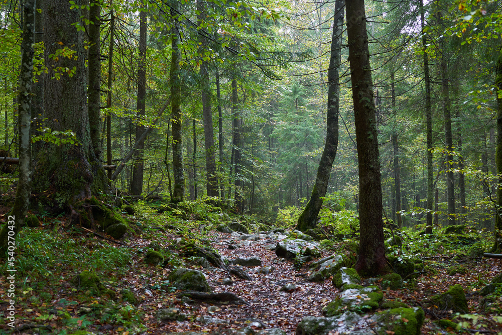 Obraz premium Pine forest in the mist