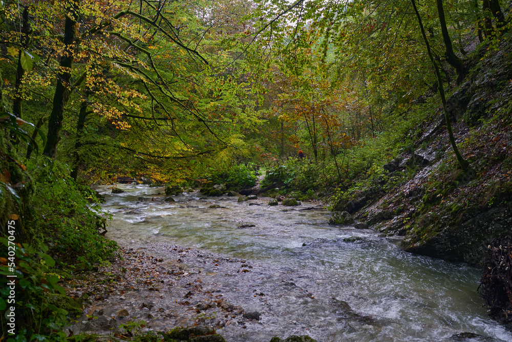River rapids in the forest River rapids in the forest