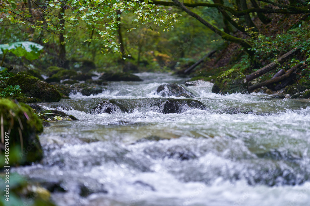 River rapids in the forest River rapids in the forest