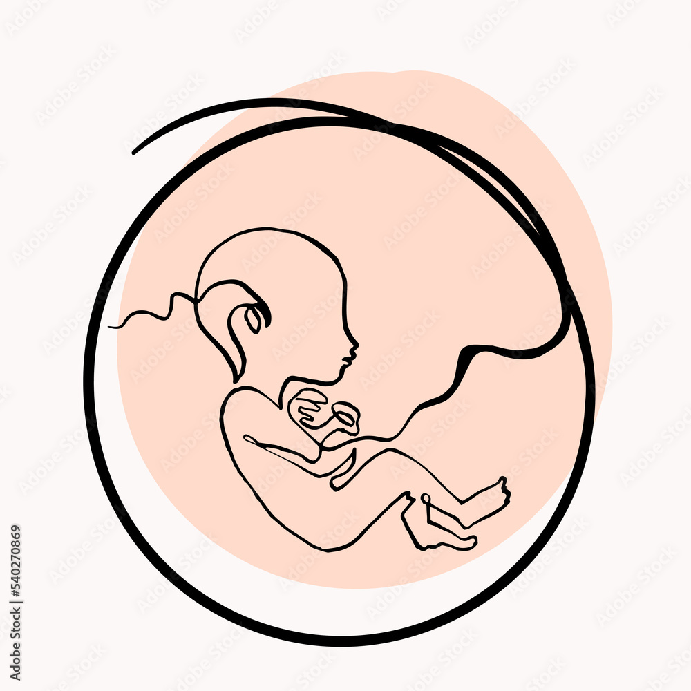 Infant in the womb, single line drawing, vector continuous line Infant in the womb, single line drawing, vector continuous line