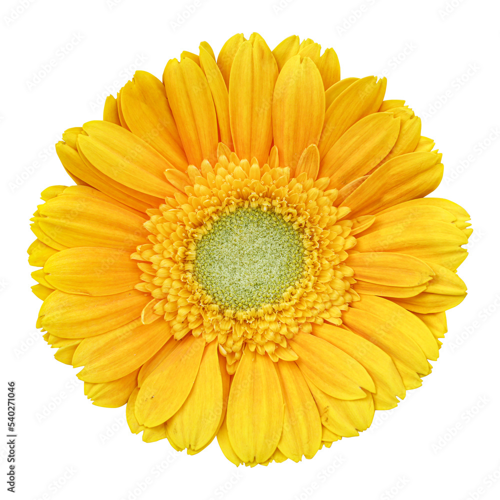 Yellow gerbera flower isolated on transparent background - obrazy, fototapety, plakaty 