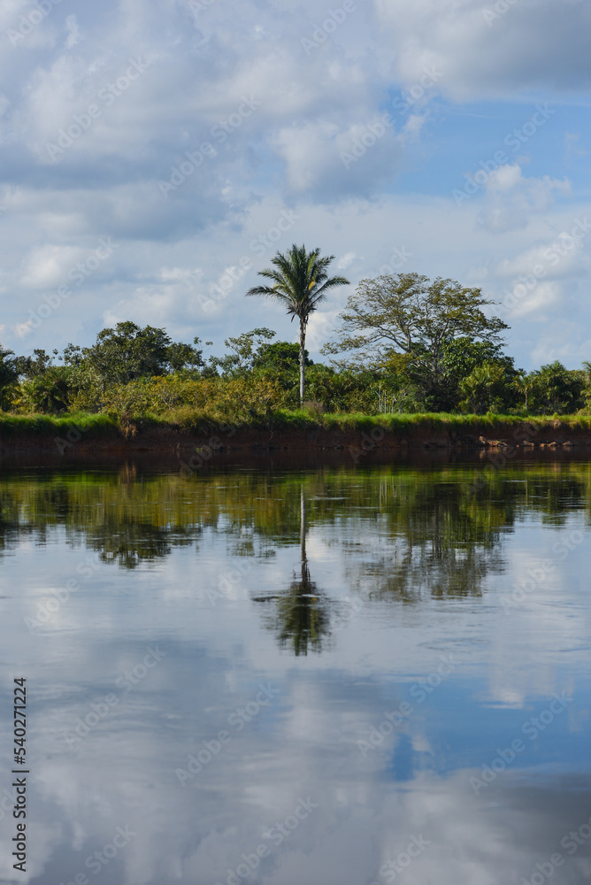 Obraz premium A palm tree and its reflection on the Guaporé-Itenez river, near the town of Cabixi, Rondonia state, Brazil, on the border with the Santa Cruz Department, Bolivia