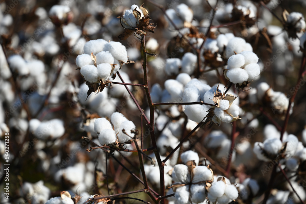 Close up of a cotton plant ready for harvest.