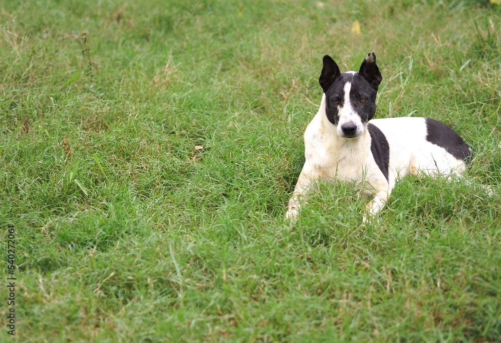 Dog resting on the grass in nature. Dog resting on the grass in nature.