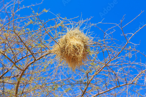 Communal nest of sociable weavers  Namibia.