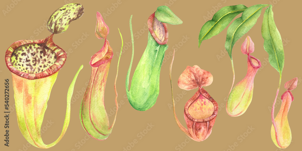 Watercolor set Nepenthes pitcher plants in the Philippines in Mustard ...