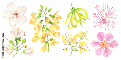 Fototapeta Naklejka Na Ścianę i Meble -  Watercolor set of Philippine flowers from flowering trees