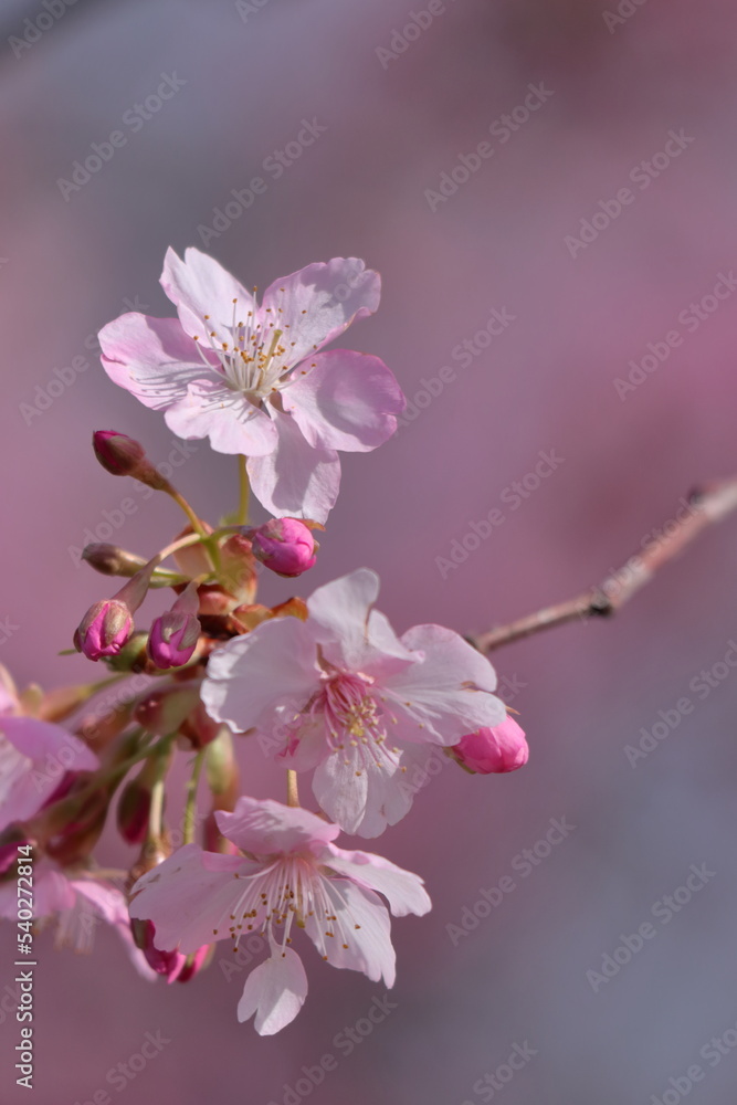 Obraz premium 鮮やかなピンク色に咲く