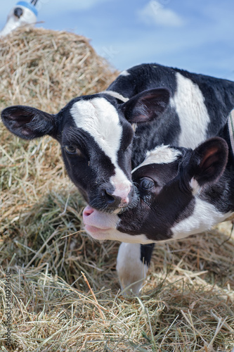 portrait of cute little holshtain calves standing near hay. nursery on a farm