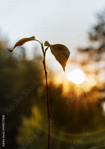 Autumn lonely yellow leaves on a branch against the background of the setting sun
