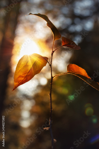 Autumn lonely yellow leaves on a branch against the background of the setting sun