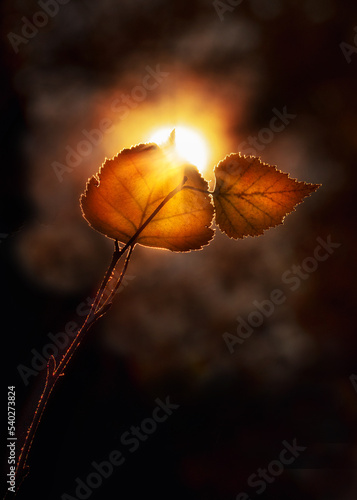 Autumn lonely yellow leaves on a branch against the background of the setting sun