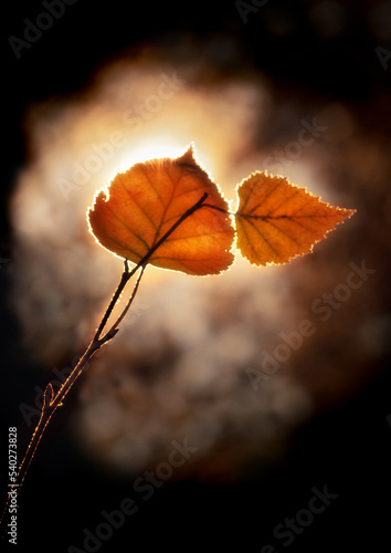 Autumn lonely yellow leaves on a branch against the background of the setting sun