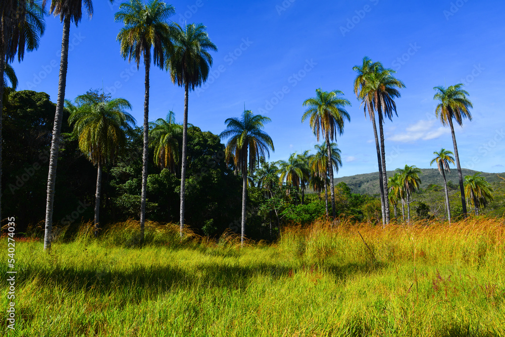 Buriti palm trees (Mauritia flexuosa) near the Cachoeira Grande waterfall, on the outskirts of the Serra do Cipó National Park, Minas Gerais state, Brazil Buriti palm trees (Mauritia flexuosa) near the Cachoeira Grande waterfall, on the outskirts of the Serra do Cipó National Park, Minas Gerais state, Brazil