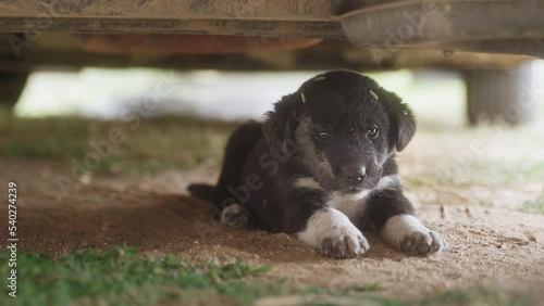 Homeless puppy sitting under the car. Close-up. Homeless animals. Dog shelter. Dog turns its head