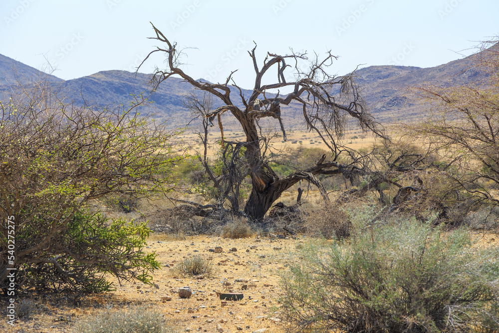 African savannah during a hot day. Namibia. African savannah during a hot day. Namibia.