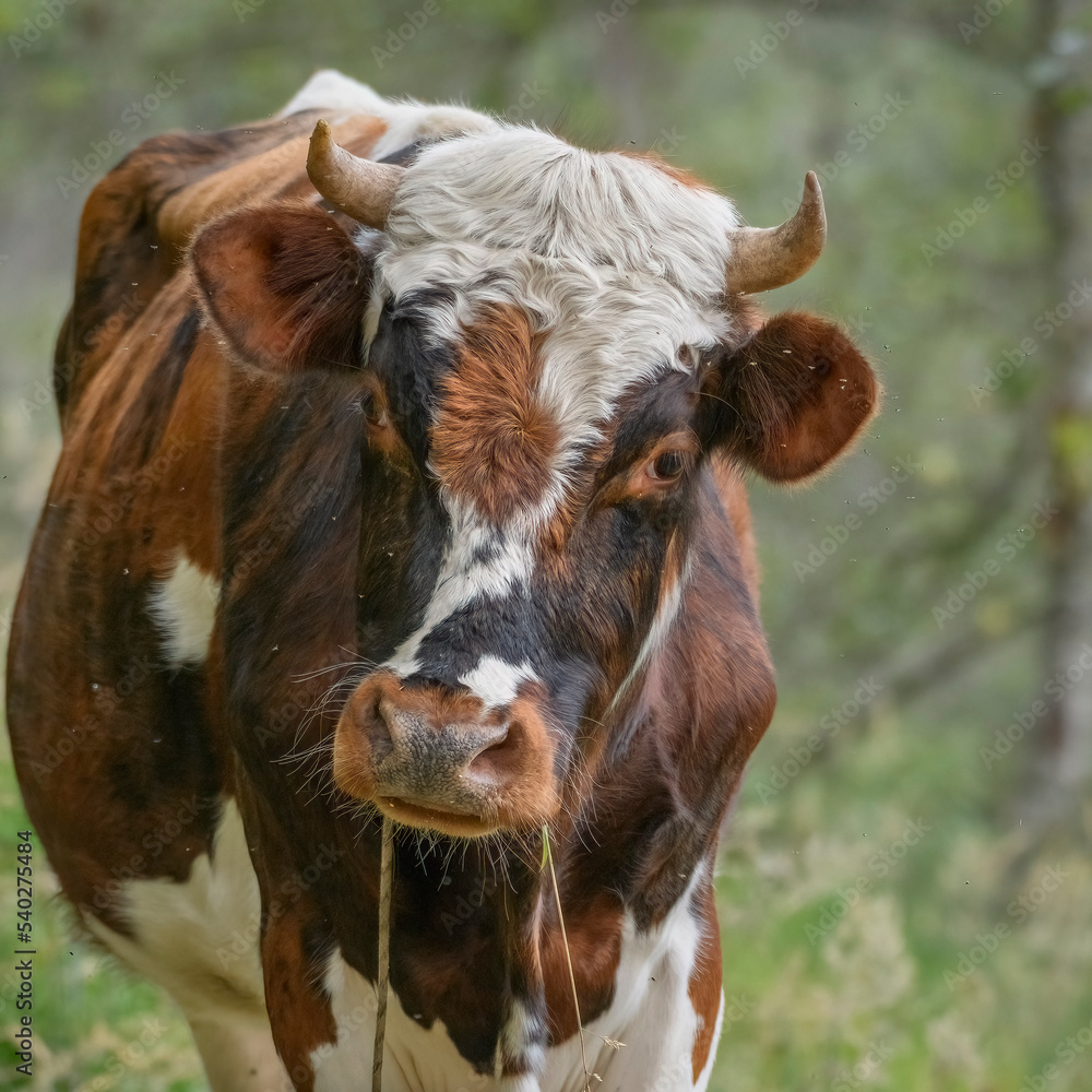Brown and white normando cow looking at camera in the countryside Brown and white normando cow looking at camera in the countryside