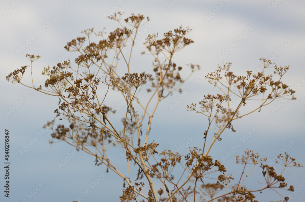 Closeup of dried poison hemlock seeds with blue sky on background - obrazy, fototapety, plakaty 