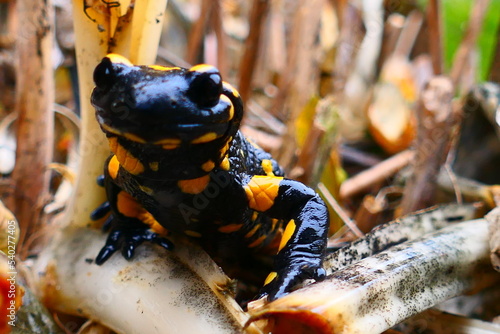 Feuersalamander im Garten 2 photo