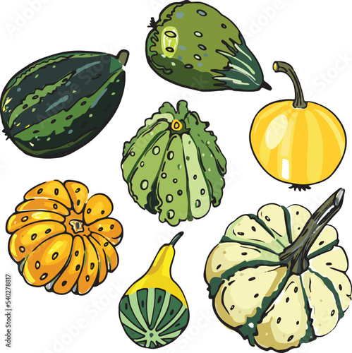 vector autumn illustration for the holiday (Halloween) of pumpkins, patisons, zucchini photo