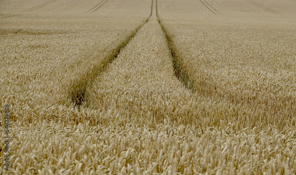 Fototapeta premium View of a wheat field in rural Denmark