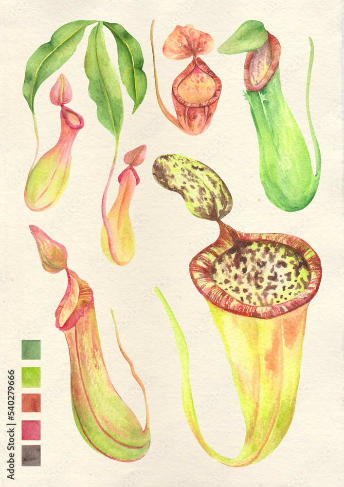 Watercolor botanical philippine flora Nepenthes pitcher plants Stock ...