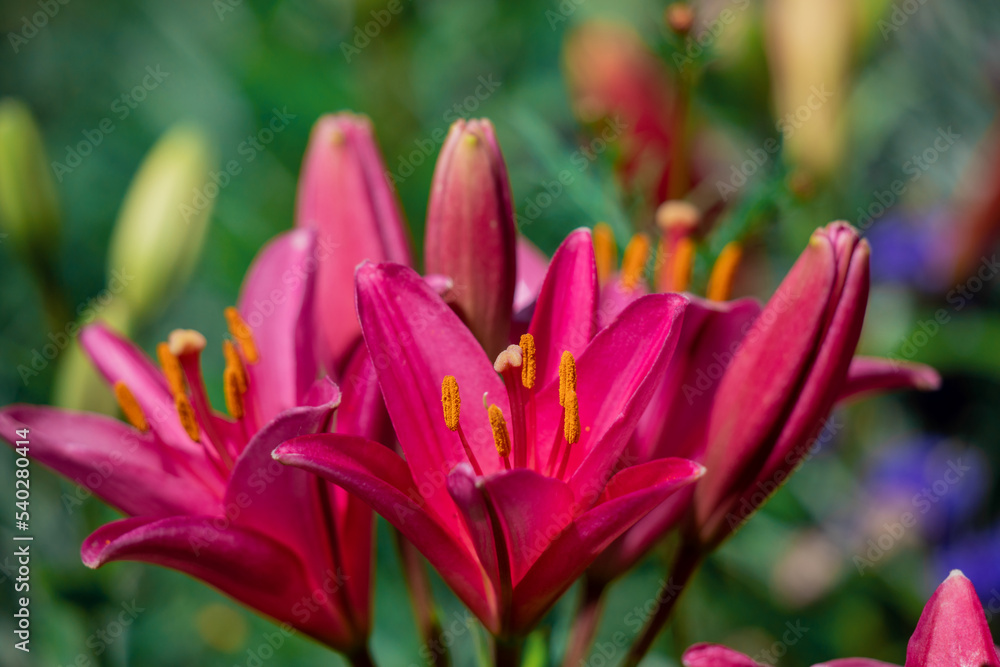 Blooming tender Lily flower grows in a flower bed.