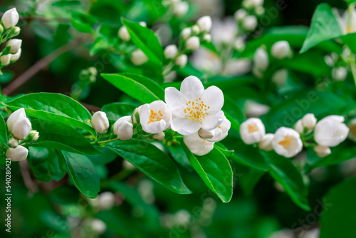 Jasmine flowers.  Close up of jasmine flowers in a garden.