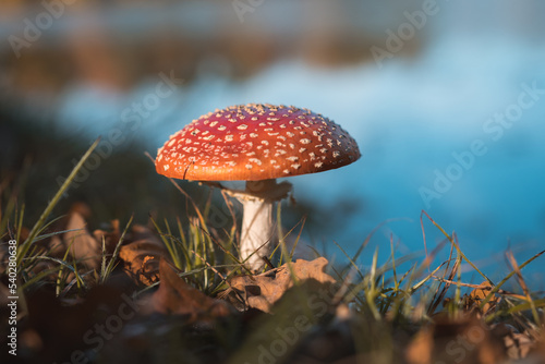 Quadro em tela Fly amanita (Amanita muscaria), also known as the fly agaric, the most iconic toadstool species