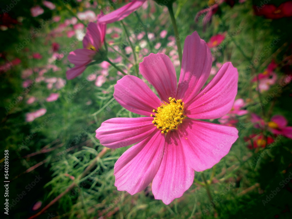 Obraz premium ピンクのコスモス畑
