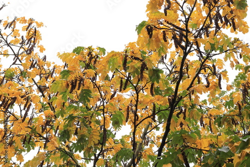 Wingnut Tree Branch with Autumnal Yellow and Green Leaves photo