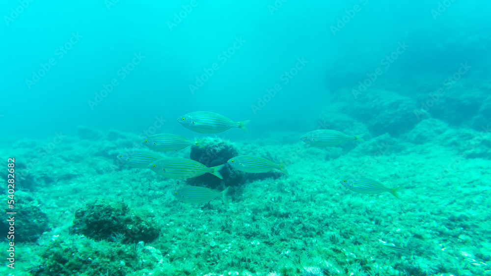 Fototapeta premium School of salema porgy in the Mediterranean Sea