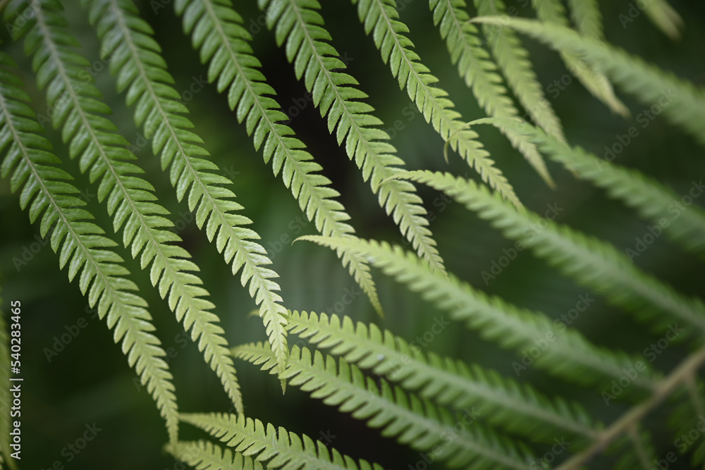 Blurred fern leaves background. Green nature wallpaper
