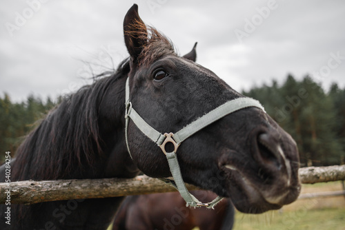 Portrait of a black horse head behind a hedge against a background of a green forest © WoodHunt