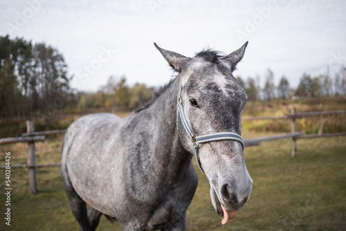 A gray horse walks in an aviary along the fence. Animal hanging out tongue