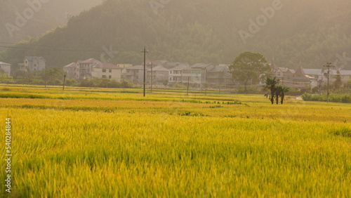 The rice field view with the mature rice in autumn in the countryside of the China