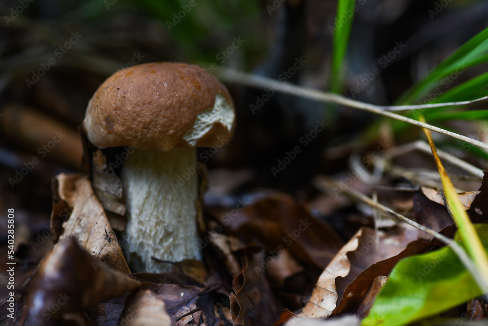 mushroom in the forest mushroom in the forest
